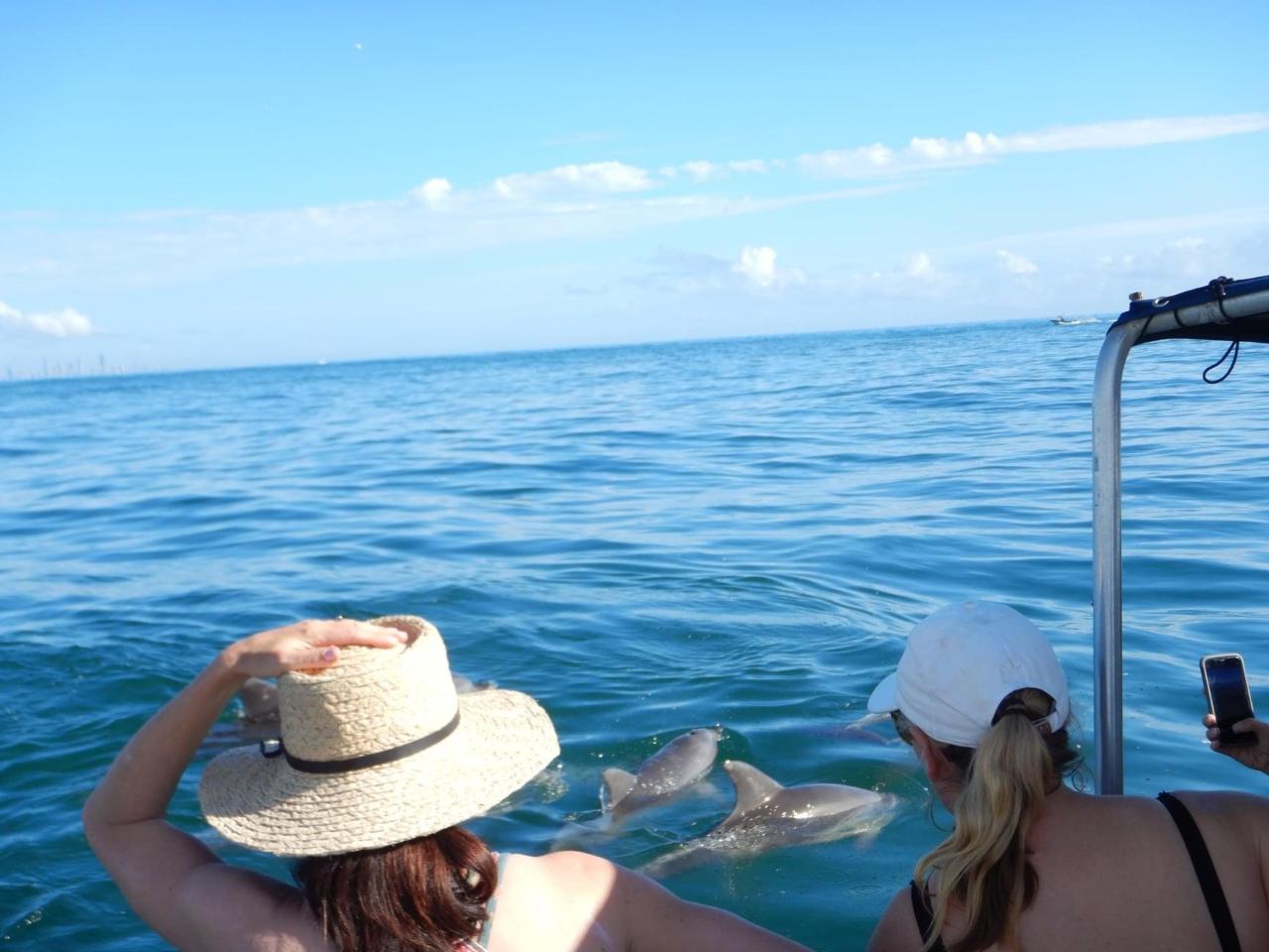 Snorkel With The Turtles In A Private Boat