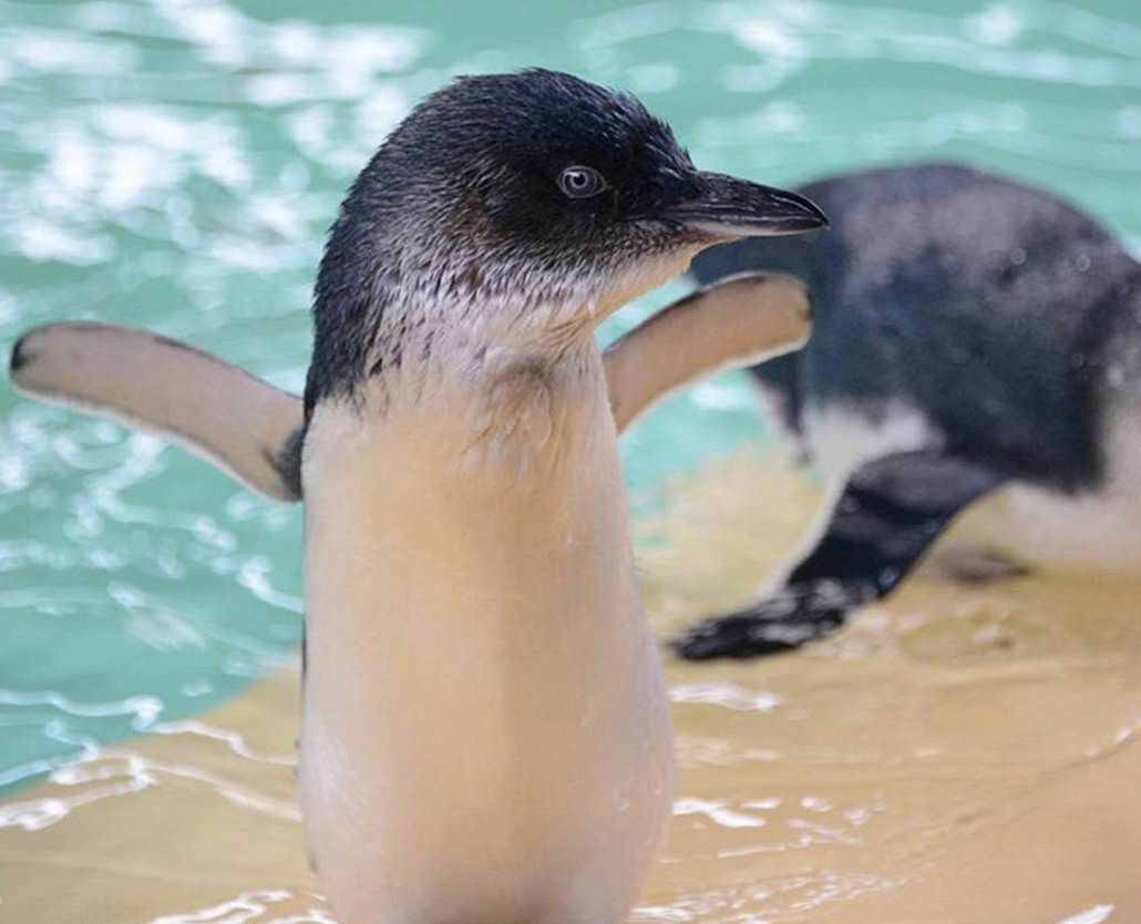 Penguin Island Kayaking Tour