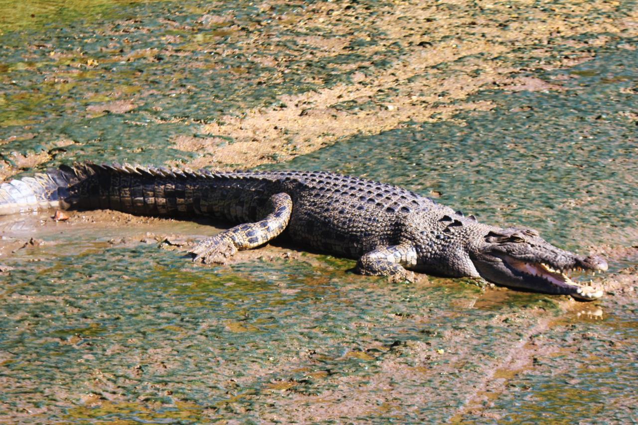 Crocodile Express Daintree Rainforest & Wildlife Cruise From Daintree Village