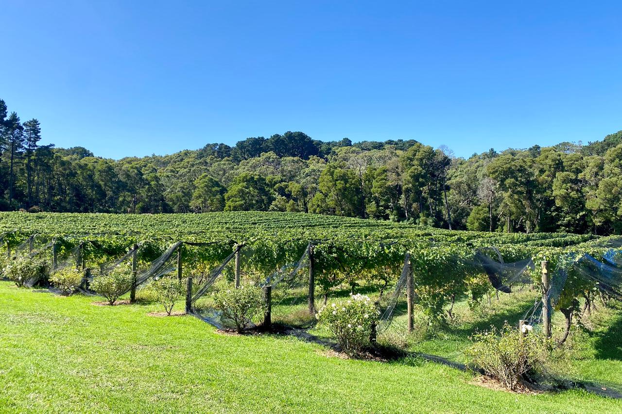 Mornington Peninsula Victoria - Guided Cycle Tour