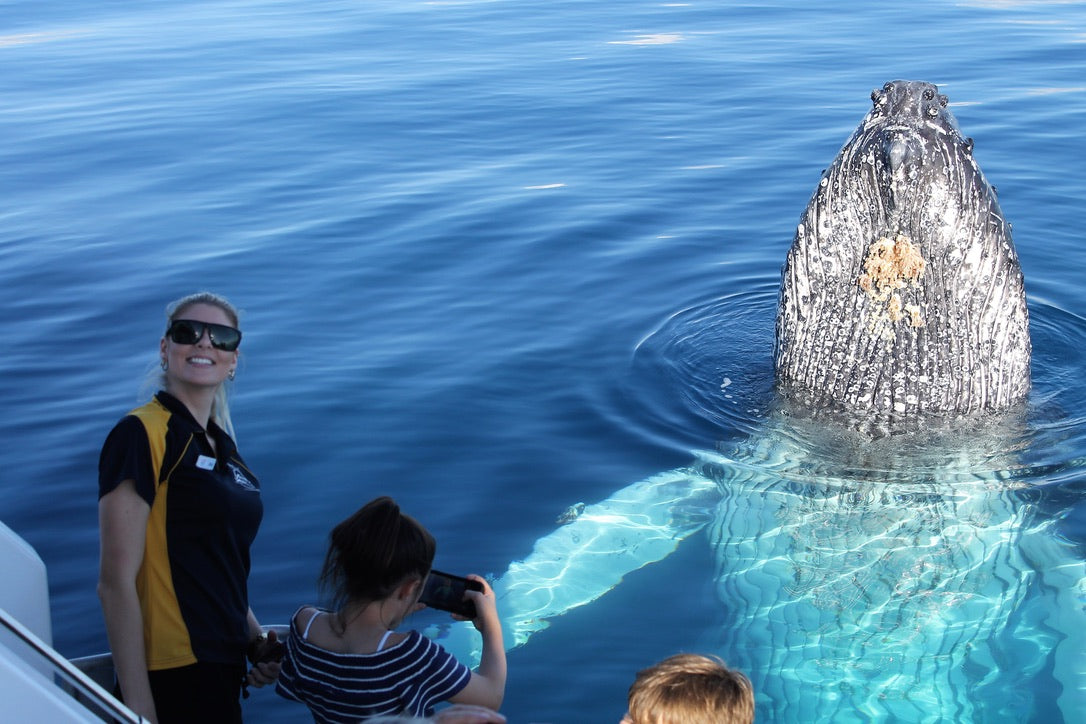 Half Day Spirit Of Hervey Bay Whale Watch Cruises