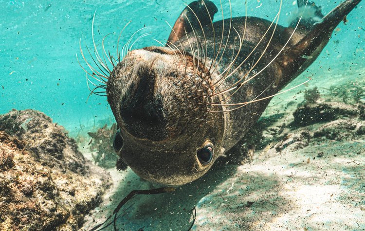 Dolphin, Sealion And Seafood Snorkel Adventure