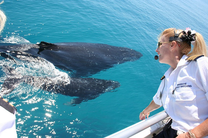 Whale Watching Adventure - Ex Brisbane Cbd