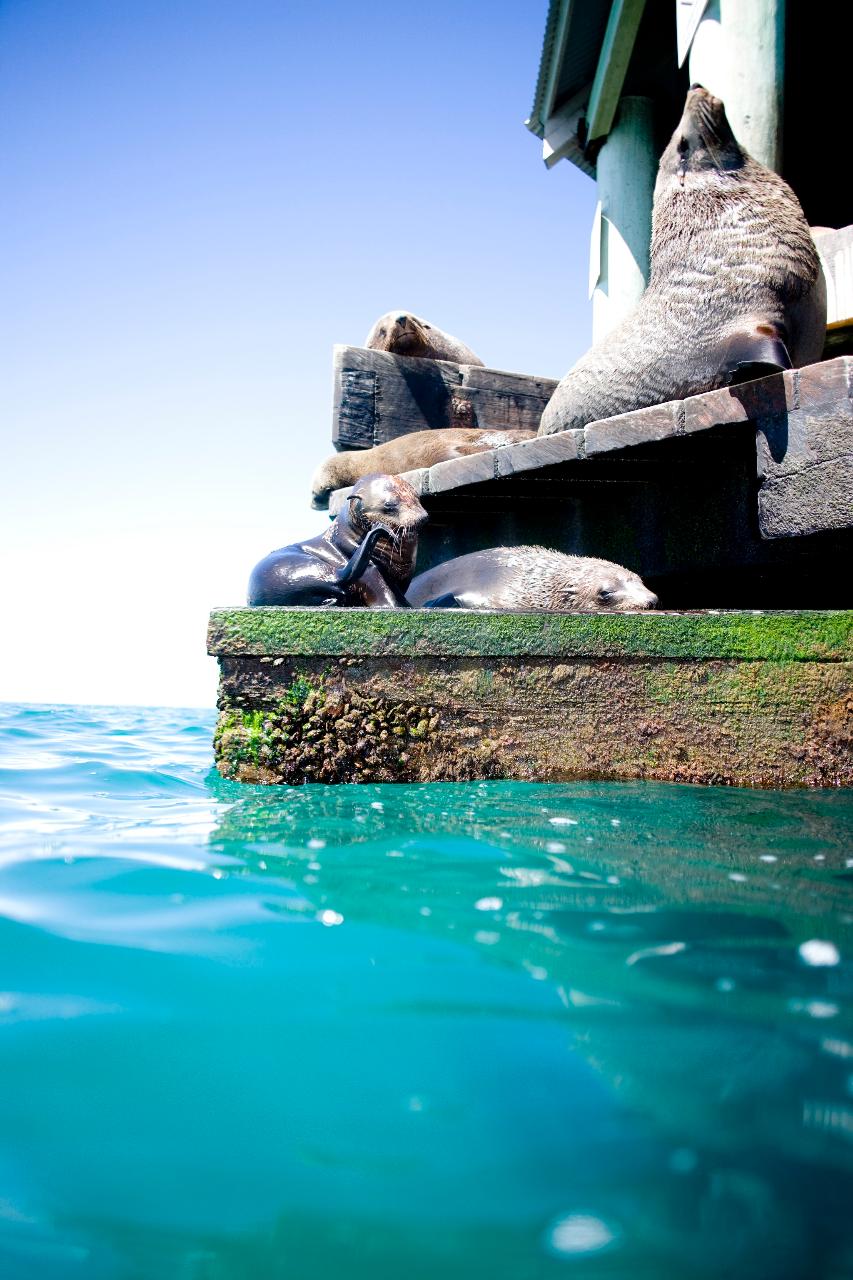 Small Group Seal Swim - Private Charter