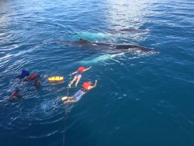 Afternoon Whale Watch Cruise