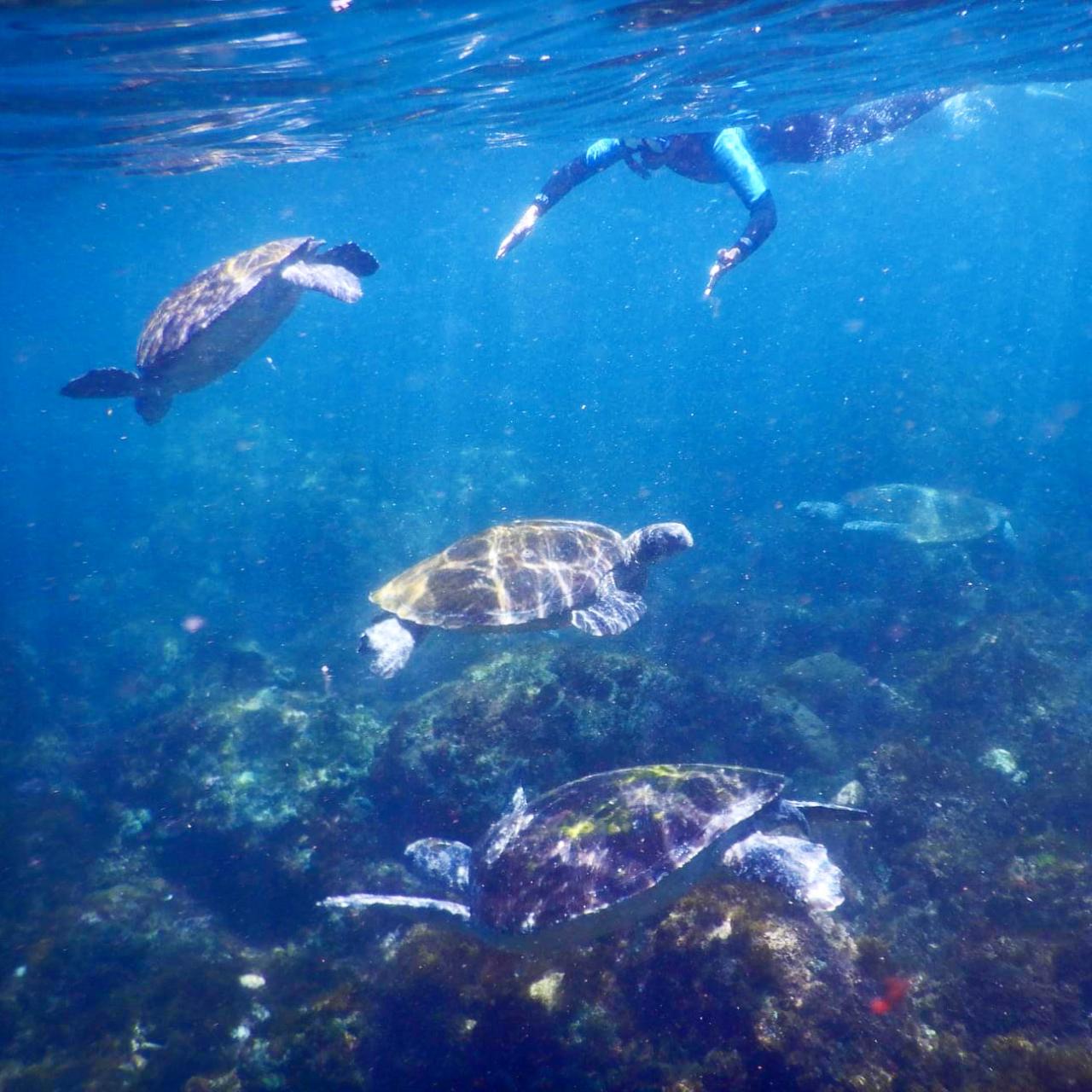 Snorkel With The Turtles In A Private Boat