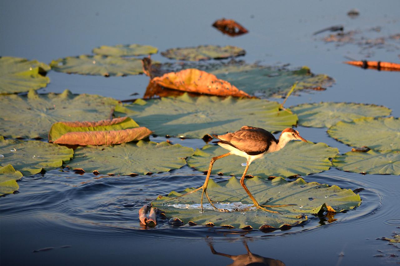 Best In The Wet - 3 Day Litchfield & Kakadu