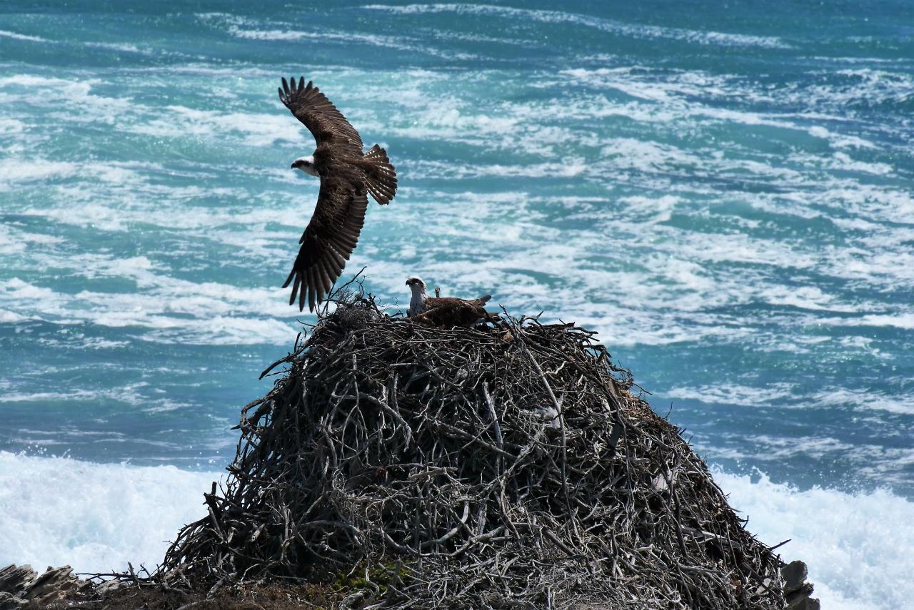 Rottnest Photographic Day Tour With Ferry