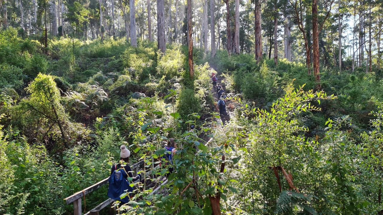 Southern Forests Weekender Experience
