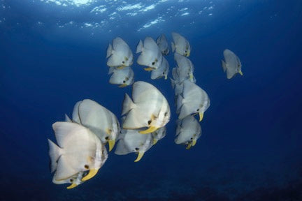 Discover Scuba Dive At Cook Island Marine Reserve