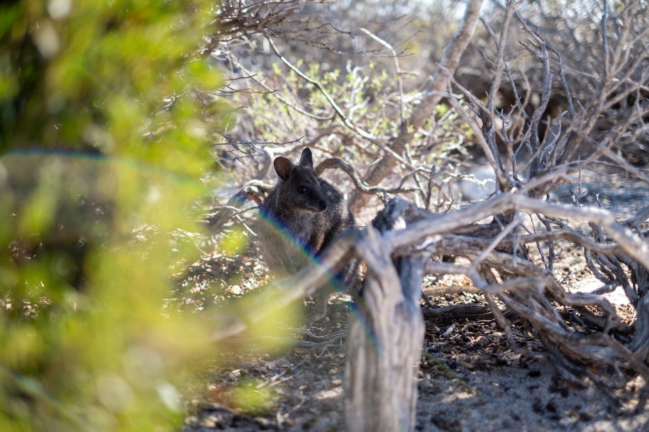 Pink Lake, Kalbarri And Abrolhos Islands - Half Day Tour