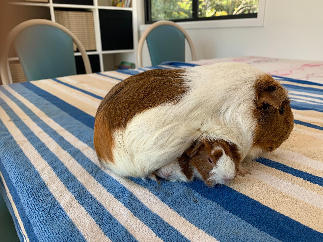 1Hr Personal Animal Tour