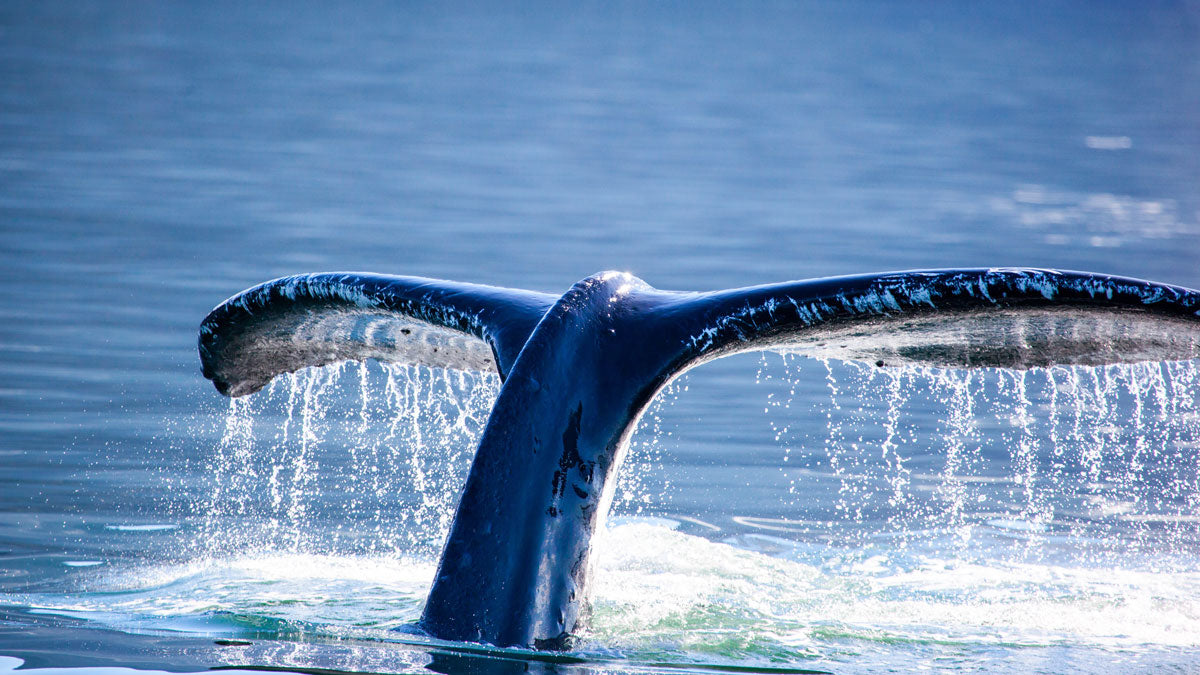 Whale Swim & Watch