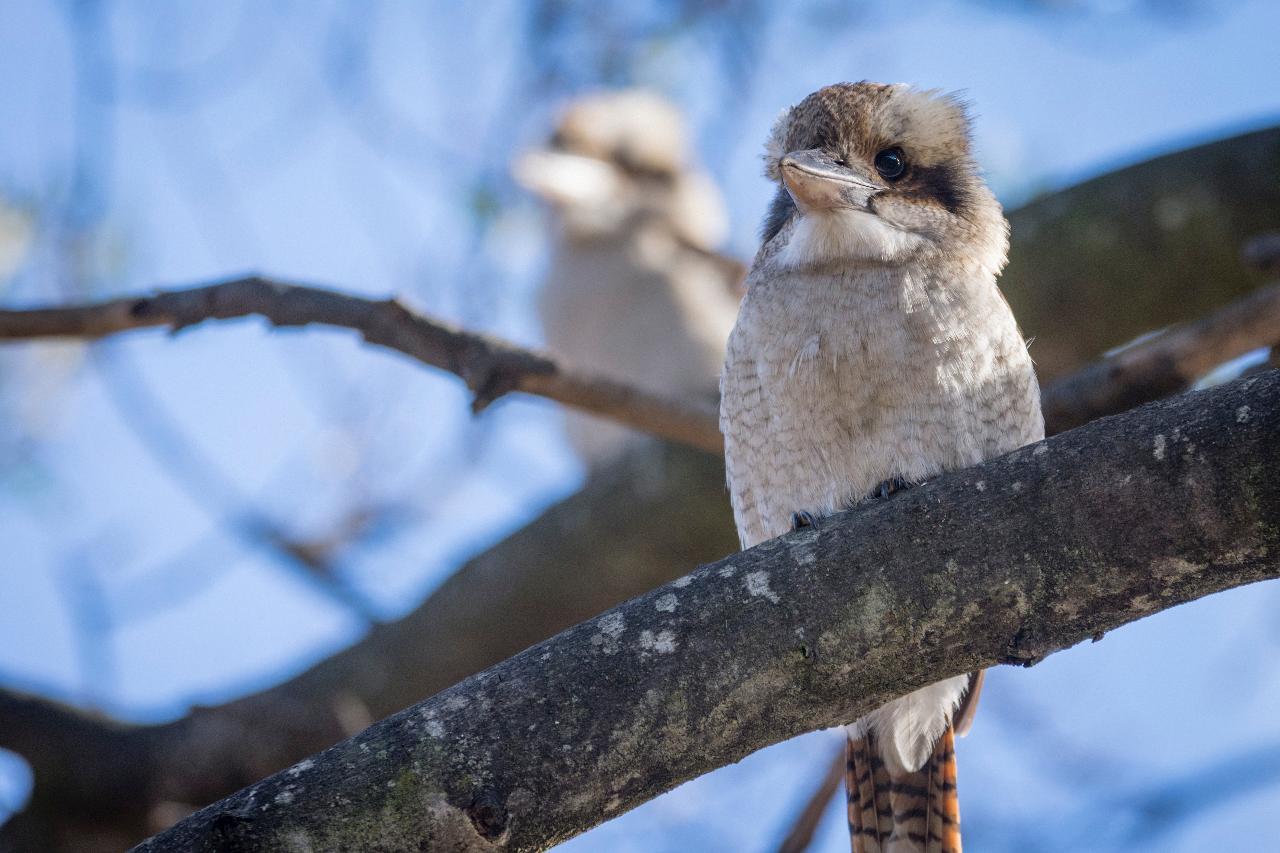 Autopia Tours: Great Ocean Road Twelve Apostles Tour
