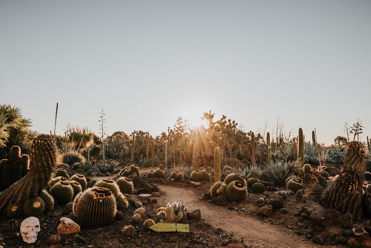 Garden Entry At Cactus Country