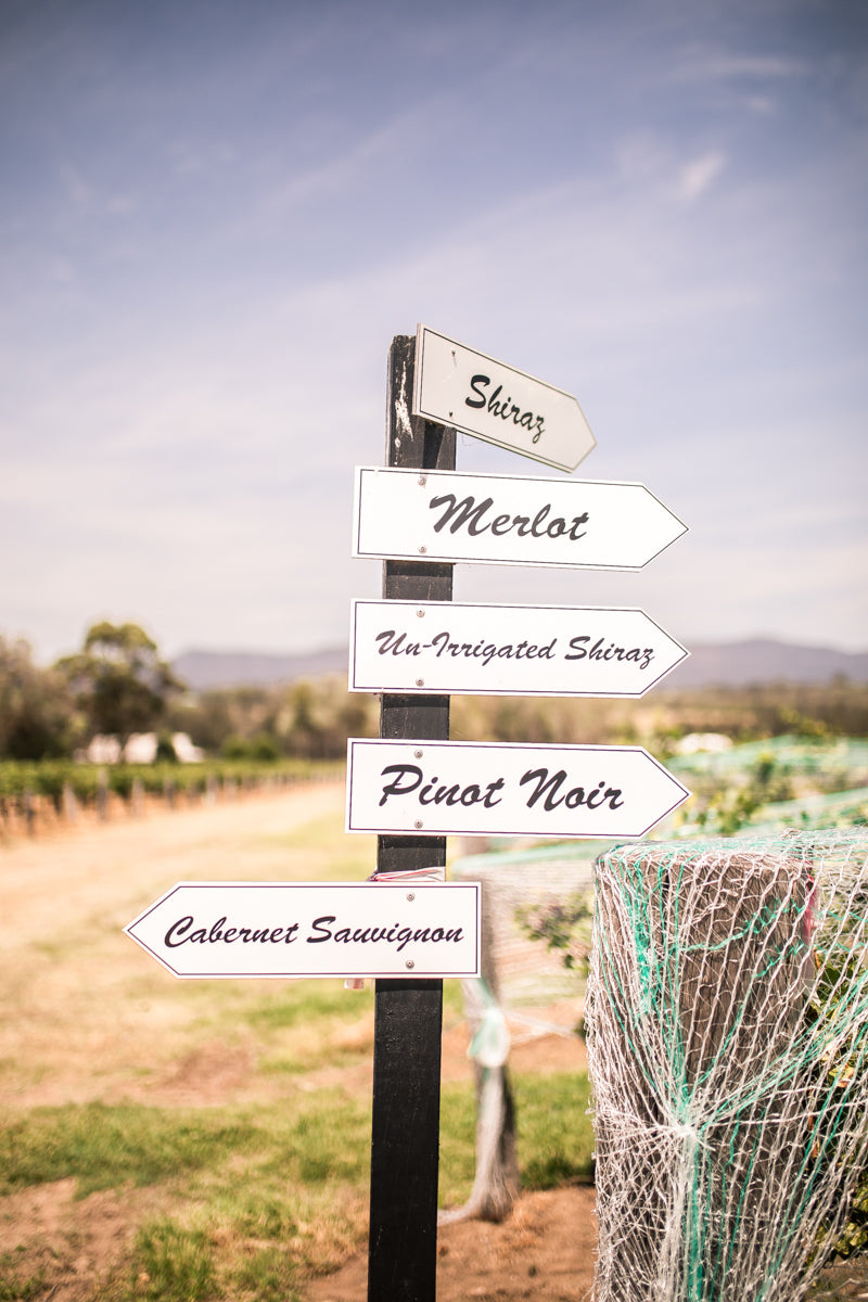 Luxury Wildlife, Wine & Cheese Experience