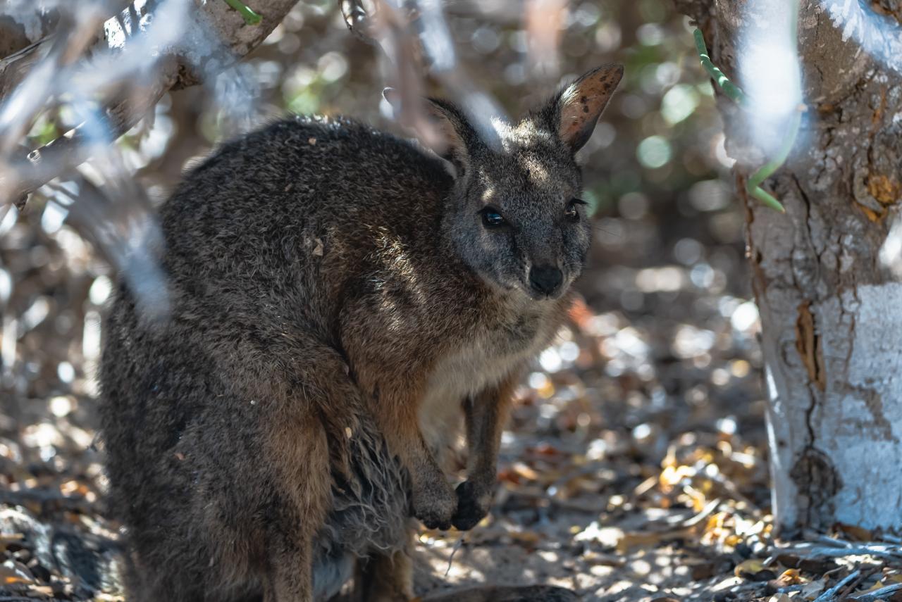 Escape To The Abrolhos Islands - Full Day Tour