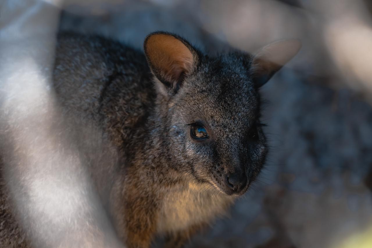 Abrolhos Islands Scenic Flyover With Tea