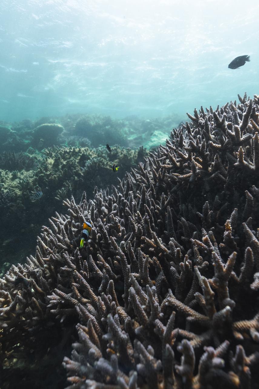 Escape To The Abrolhos Islands - Half Day Tour