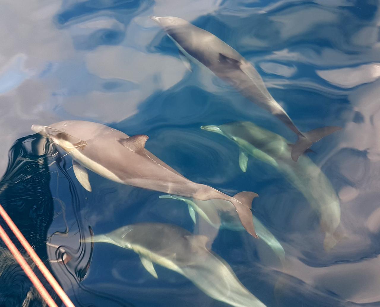 Wild Dolphin Swim & Watch 