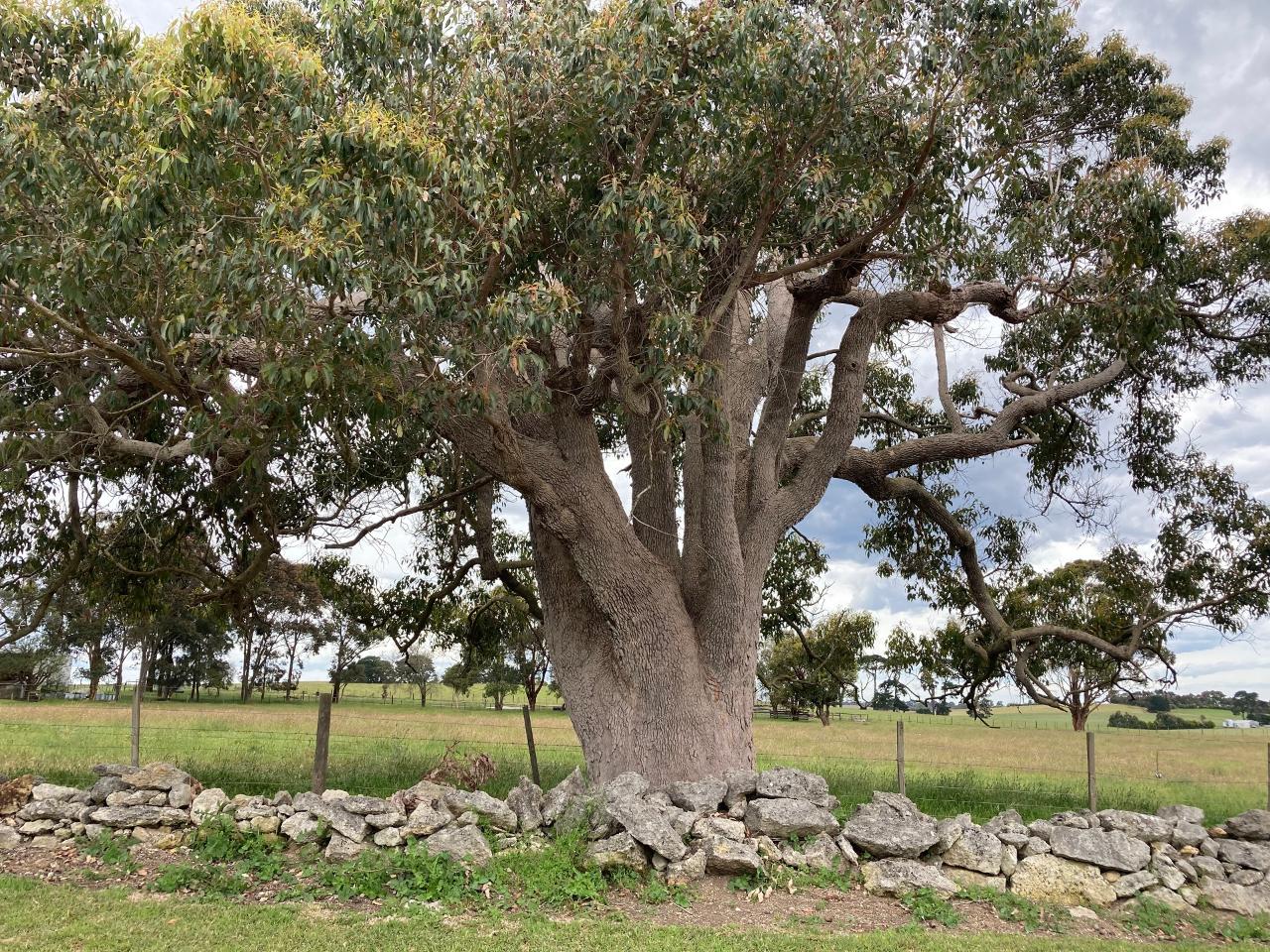 Taste Of The Aussie Camino