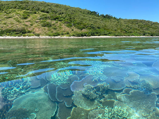 Full Day Orpheus Island Snorkelling Tour