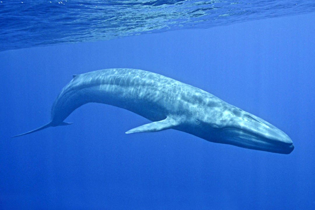 Perth Canyon Blue Whale Research Safari