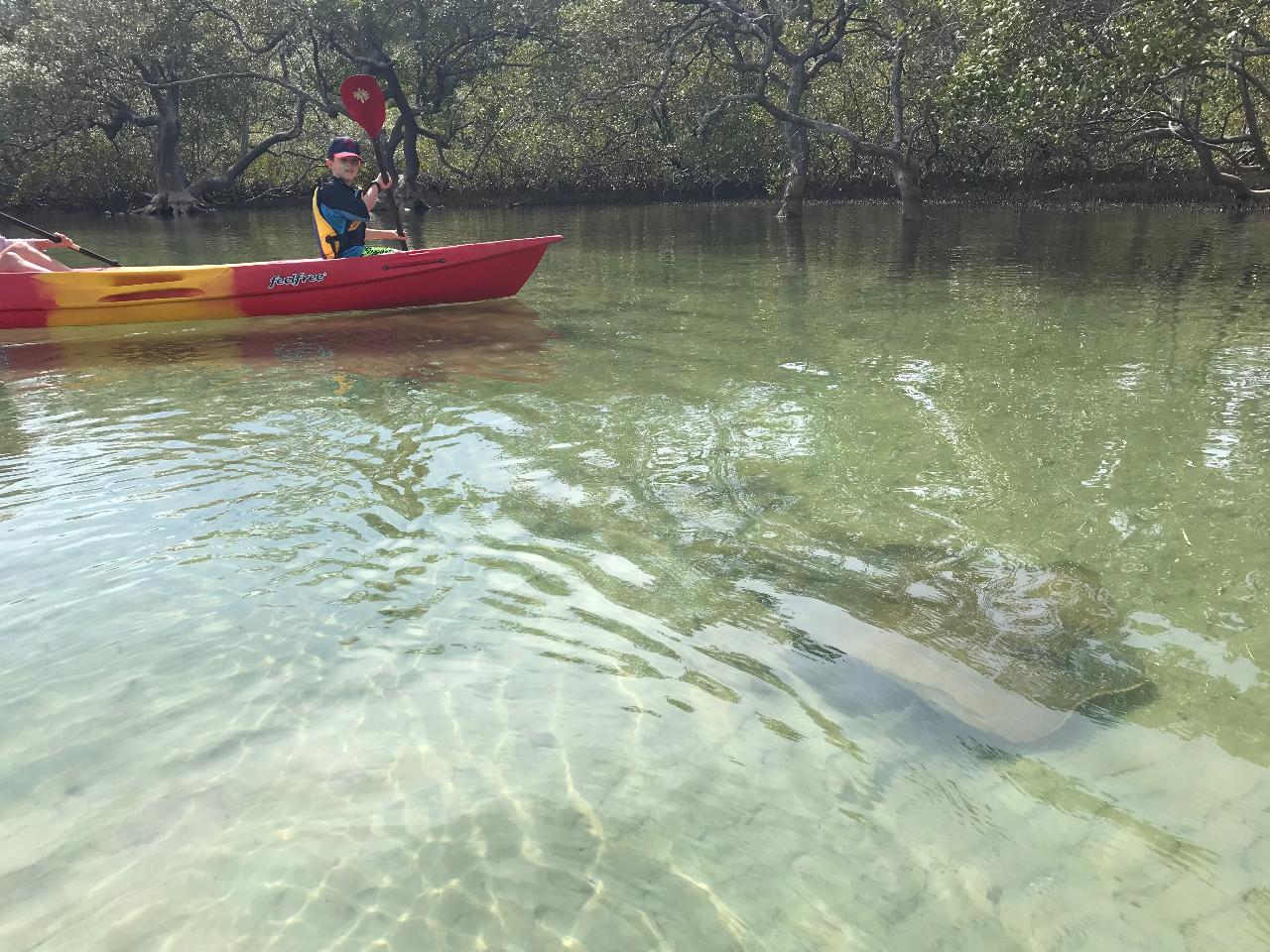 Brunswick River Nature Kayak Tour