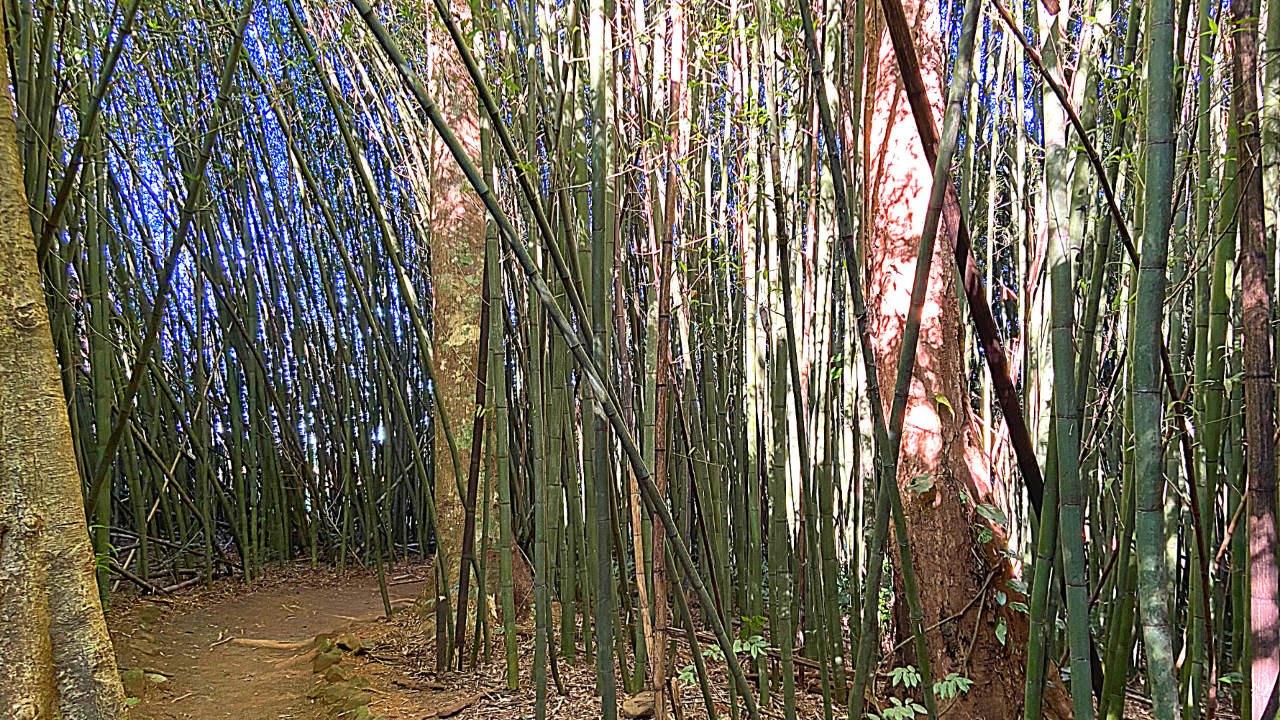 The Paronella Experience