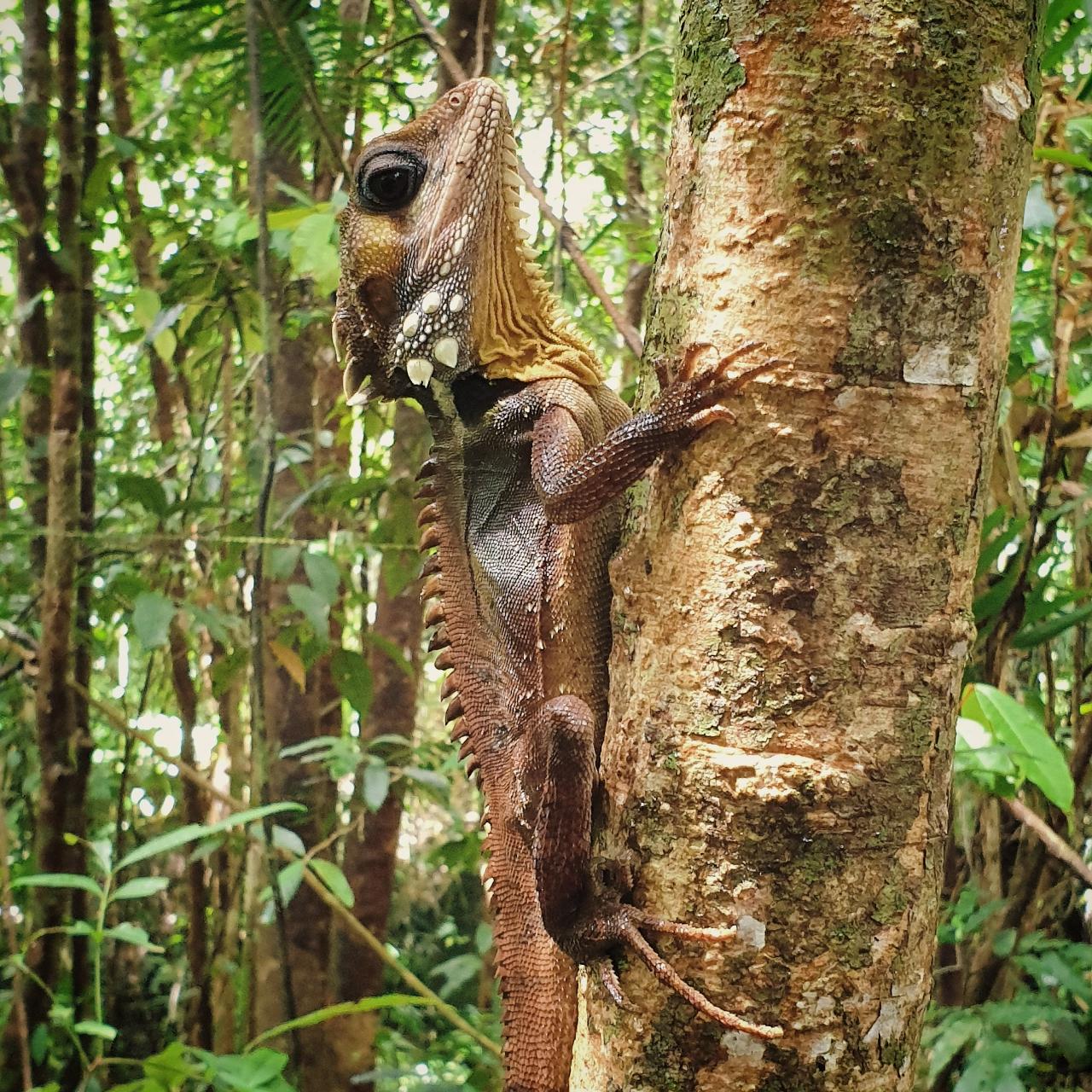 Mossman Gorge Adventure Day With River Drift Snorkelling