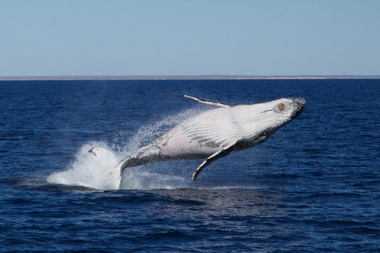 3 Hr Whale Watching Tour