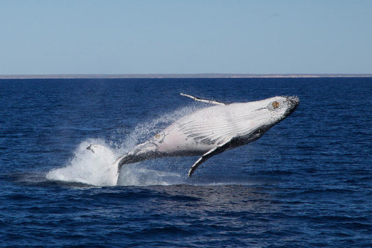 3 Hr Whale Watching Tour