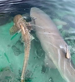 Reef Shark Encounter With Entry Pass