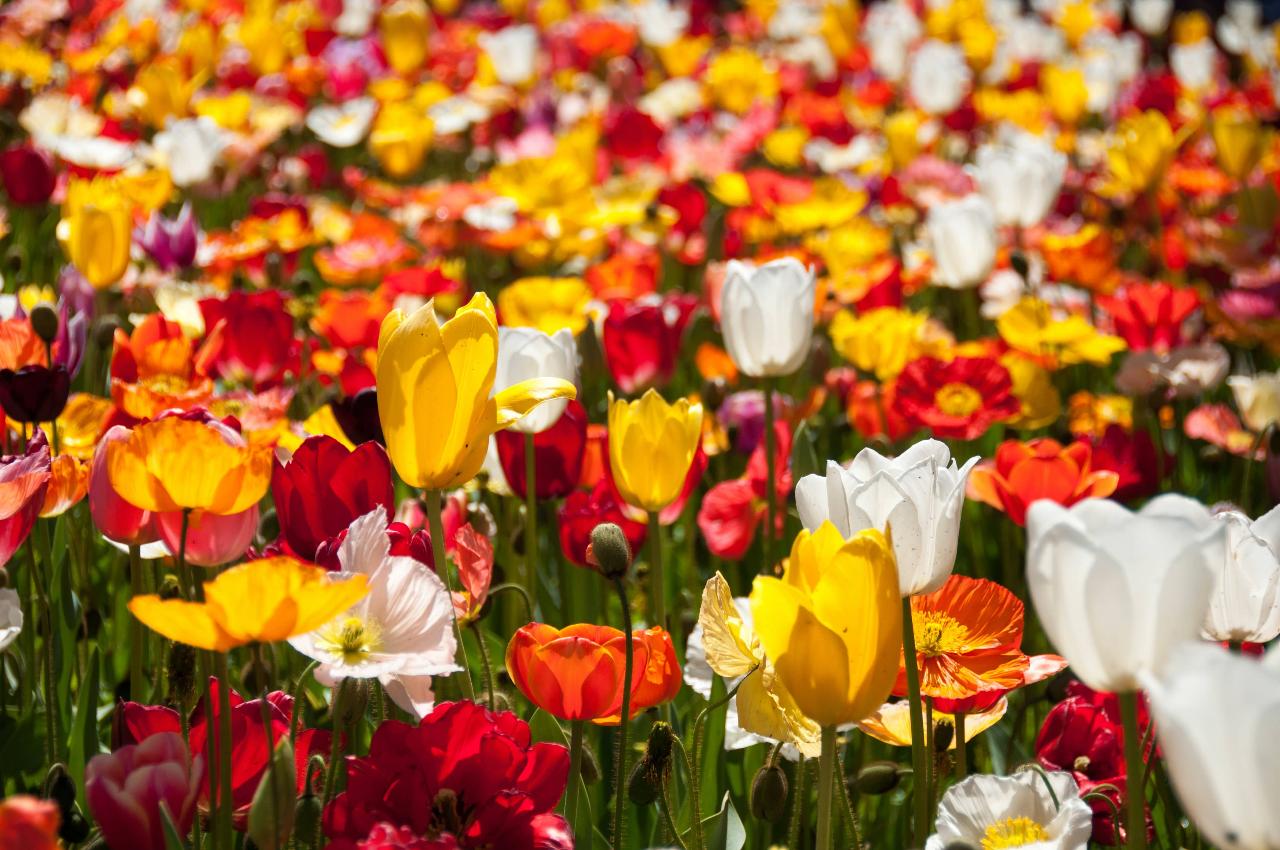 Floriade Tour