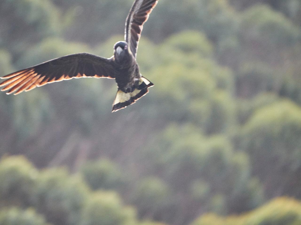 Three Capes & Tukana, Tasman Peninsula - Lutruwita Tasmania - 4 Days
