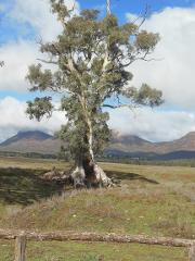 Central Flinders Explorer
