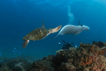 Discover Scuba Dive At Cook Island Marine Reserve