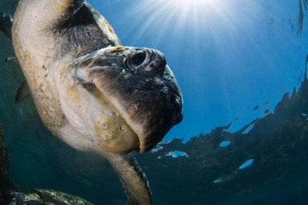 Discover Scuba Dive At Cook Island Marine Reserve