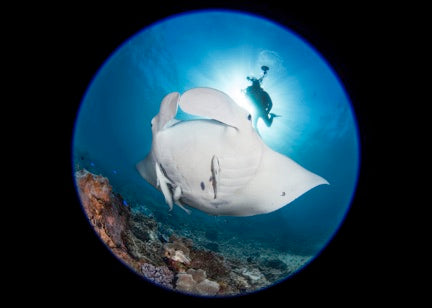 Discover Scuba Dive At Cook Island Marine Reserve