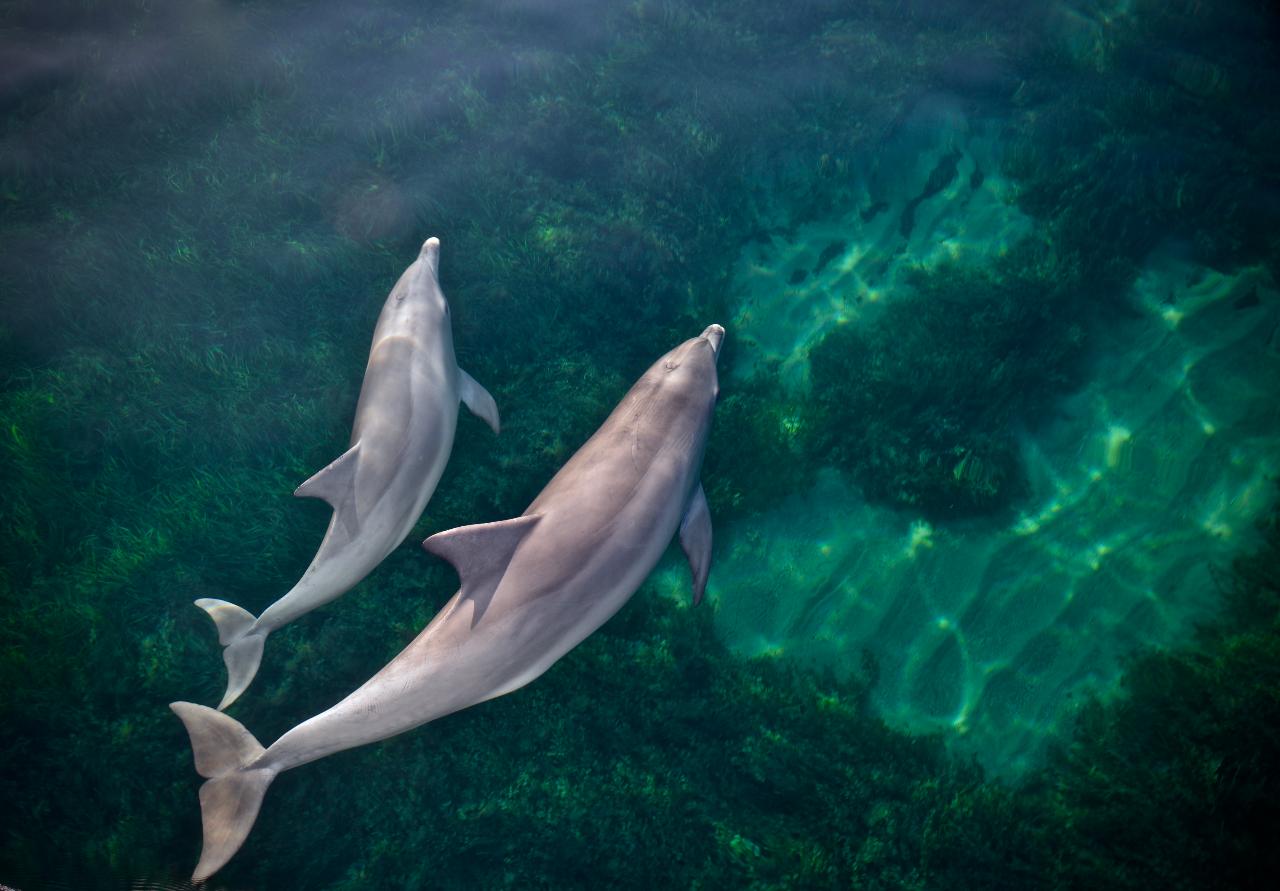 Wild Dolphin Watch