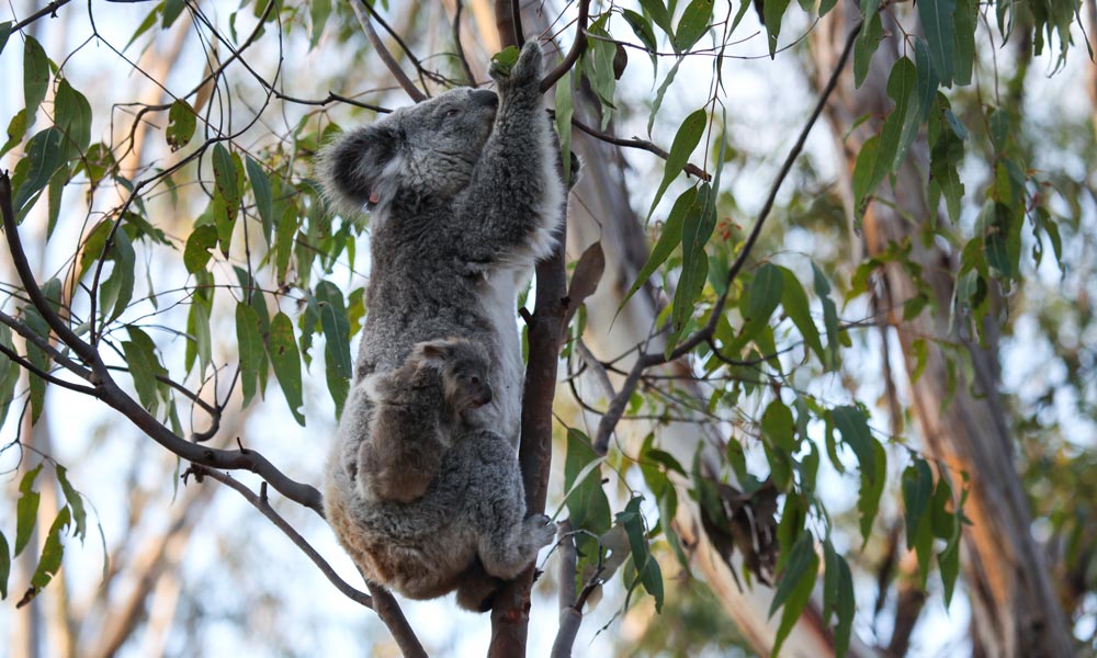 Gold Coast Eco Safari - Wild Animal Encounters And Electric Boat Cruise