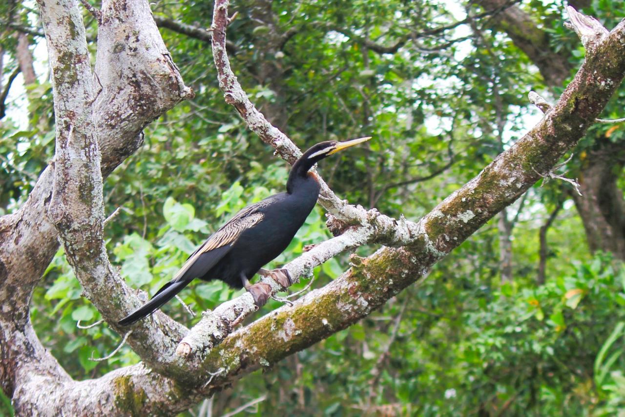 Crocodile Express Daintree Rainforest & Wildlife Cruise From Daintree Ferry Gateway