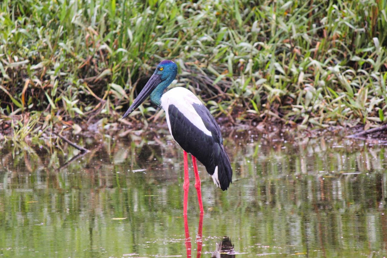 Crocodile Express Daintree Rainforest & Wildlife Cruise From Daintree Ferry Gateway