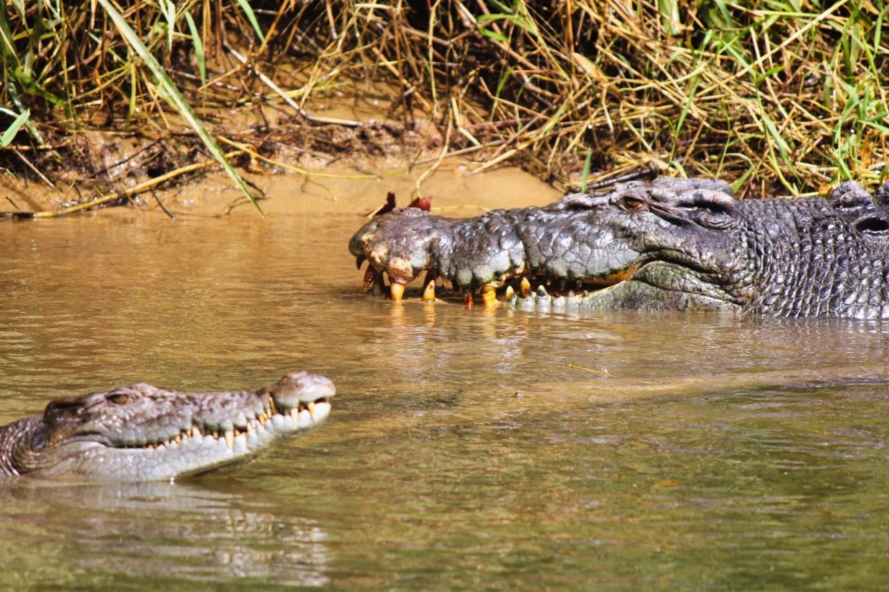 Crocodile Express Daintree Rainforest & Wildlife Cruise From Daintree Ferry Gateway