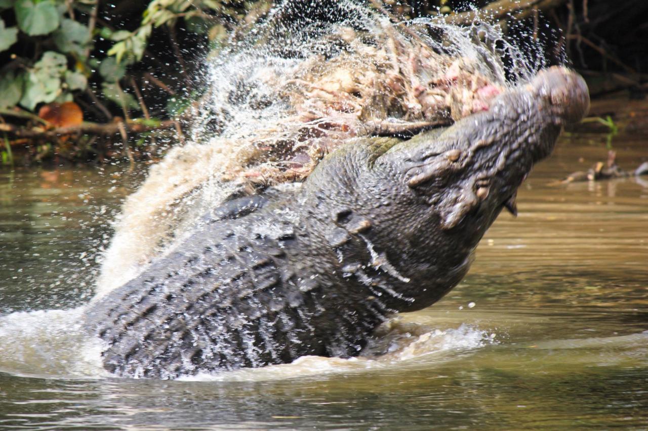 Crocodile Express Daintree Rainforest & Wildlife Cruise From Daintree Ferry Gateway