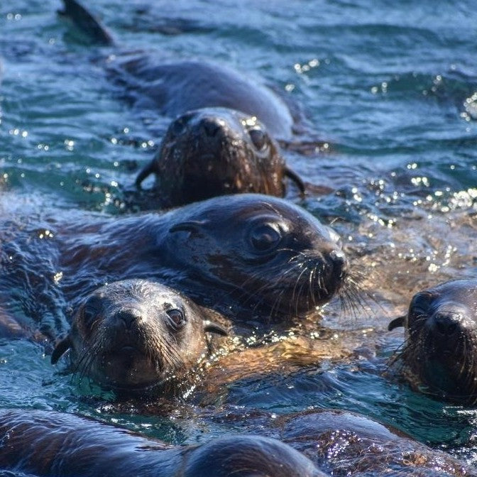 Phillip Island Seal Cruise