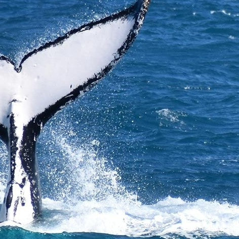 Wilsons Prom – Whale Cruise