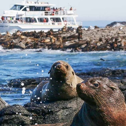 Phillip Island Seal Cruise - Family