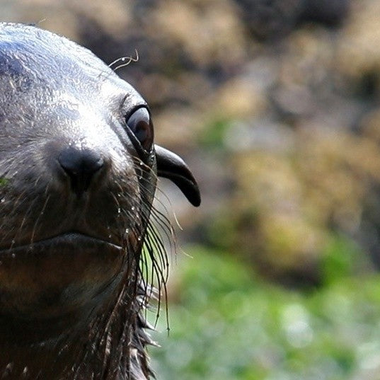 Phillip Island Seal Cruise - Family