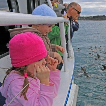 Phillip Island Seal Cruise - Family